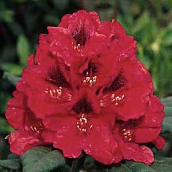 Rhododendron red, Lord Roberts